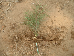 Acacia salicina roots 