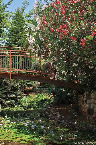 רועי קן-תור גשר בגן הבוטני אוניברסיטת תל אביב 