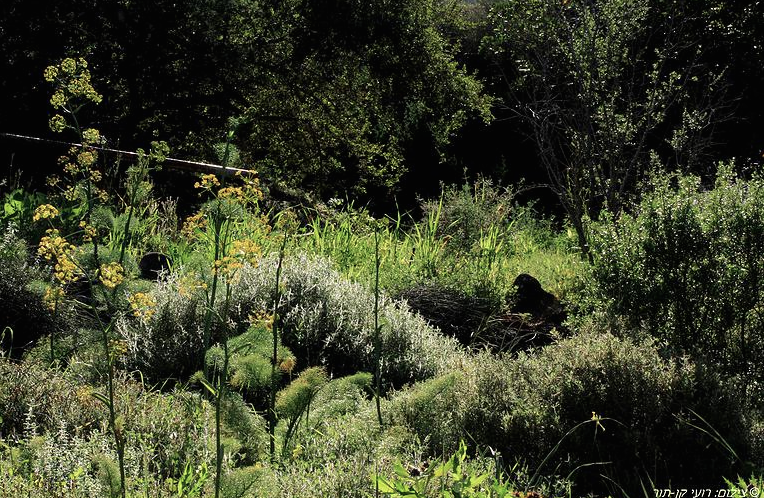 רועי קן-תור ירוק בגן הבוטני אוניברסיטת תל אביב 
