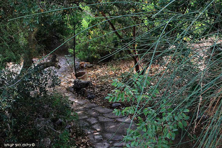 רועי קן-תור שביל אבנים בגן הבוטני אוניברסיטת תל אביב 