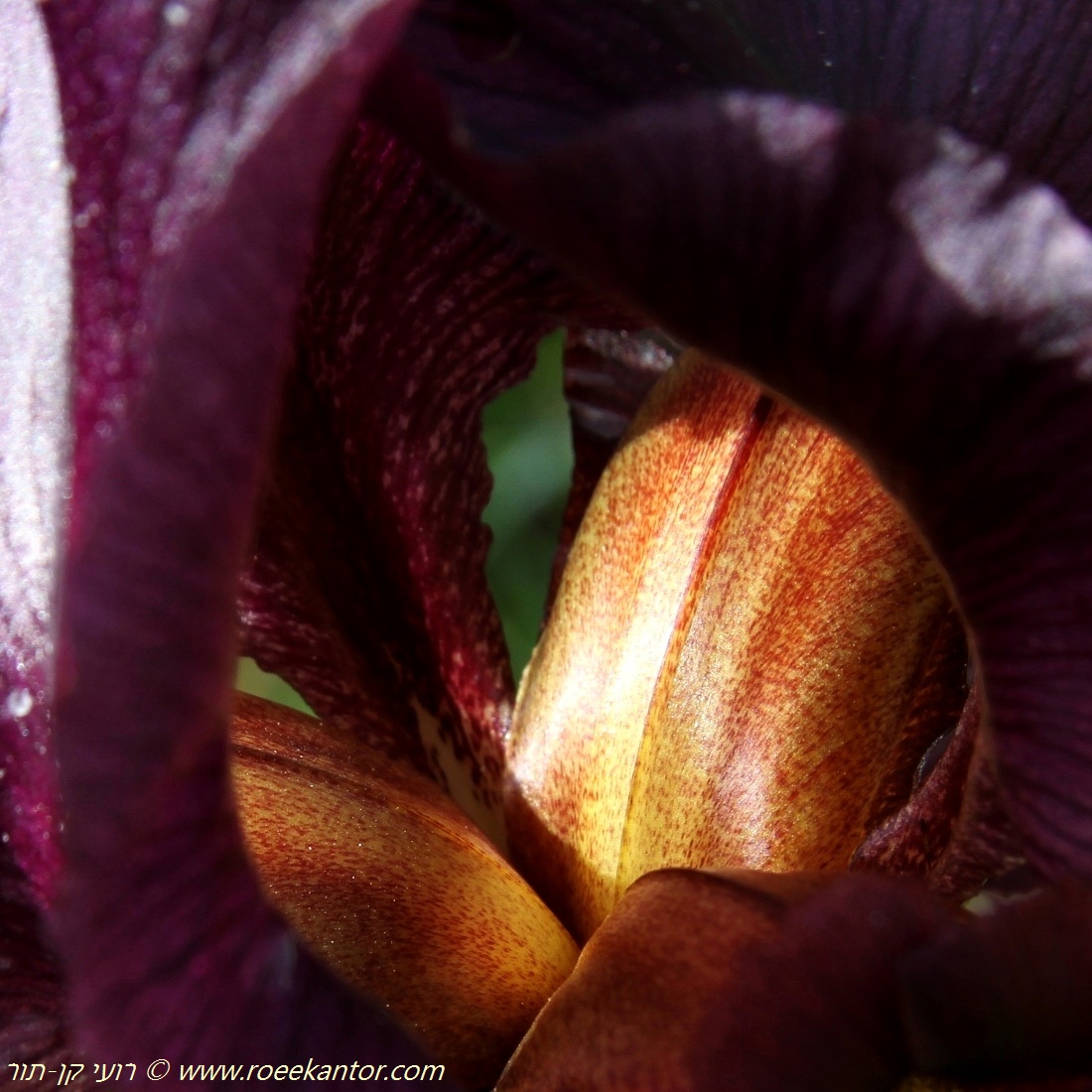 אירוס הארגמן Iris atropurpurea  569 רועי קן-תור 6