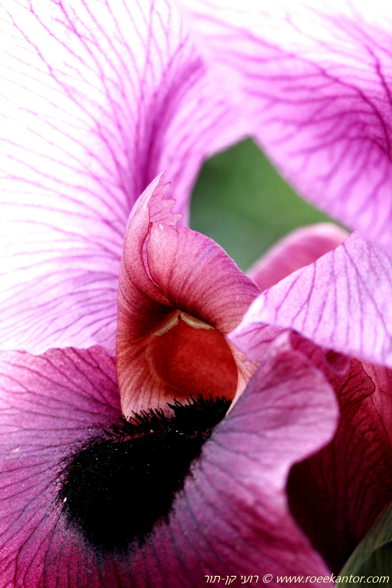 אירוס הנגב Iris mariae  569 רועי קן-תור 9