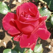 ורד אינגריד ברגמן