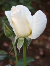  צילום: משתלת ורדים - קרן צור