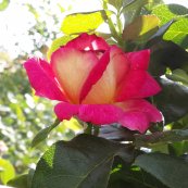 ורד בולשוי