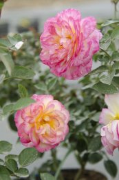  צילום: משתלת ורדים - קרן צור