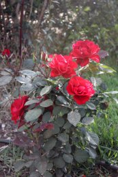 ורד סארק™