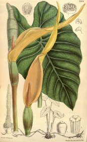  צילום: Colocasia esculenta, Corms, Cuisine of Réunion