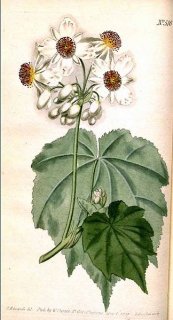  צילום: By Sydenham Edwards (1768-1819) (Curtis's Botanical Magazine vol 15 plate 516) [Public domain], via Wikimedia Commons