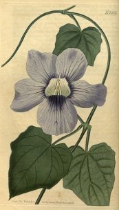  צילום: By Sims (Curtis's Botanical Magazine Volume 50 Pl 2366 [1]) [Public domain], via Wikimedia Commons