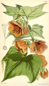  צילום: By Joseph Dalton Hooker (Botanical Magazine 97: 5917.) [Public domain], via Wikimedia Commons
