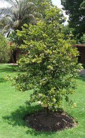  צילום: http://it.wikipedia.org/wiki/File:Brunfelsia_pauciflora_shrub.jpg