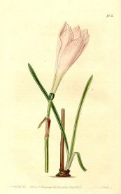 זפירנתס גדול פרחים