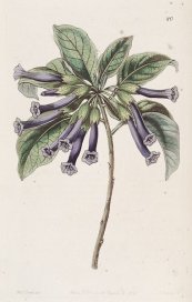  צילום: By George Bentham (Edwards's Botanical Register 31(8): t. 20. 1845.) [Public domain], via Wikimedia Commons
