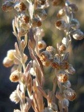  צילום: By Matt Lavin from Bozeman, Montana, USA (Artemisia frigida  Uploaded by Tim1357) [CC-BY-SA-2.0 (http://creativecommons.org/licenses/by-sa/2.0)], via Wikimedia Commons