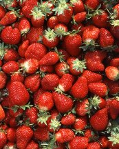  צילום: http://en.wikipedia.org/wiki/File:Chandler_strawberries.jpg