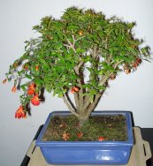  צילום: http://en.wikipedia.org/wiki/File:Punica_granatum_bonsai_17_01_2012.jpg