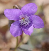  צילום: http://en.wikipedia.org/wiki/File:Alpine_Violet_Viola_labradorica_Flower_Closeup_1456px.jpg