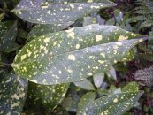  צילום: Aucuba japonica, Chlorophyll lacking plants, GFDL