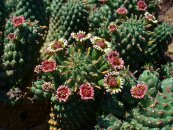 צילום: Euphorbia caput-medusae, GFDL, Jardin de Cactus - Euphorbiaceae