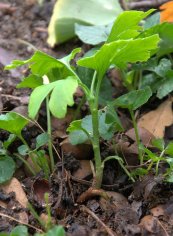  צילום: Ginkgo biloba seedlings, PD-self