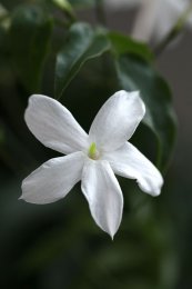  צילום:  Close-ups of Oleaceae flowers, GFDL, Jasminum officinale