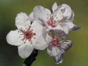  צילום: GFDL, License migration redundant, Prunus × cistena