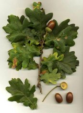  צילום: Acorns of Quercus robur, GFDL, Leaves of Quercus robur