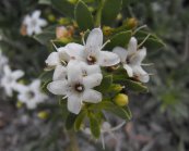  צילום: http://en.wikipedia.org/wiki/File:Myoporumparvifolium.JPG