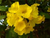  צילום: http://commons.wikimedia.org/wiki/File:Tecoma_stans_yellow_bell_flowers_at_Shilparamam_Jaatara_02.JPG