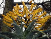  צילום: Aloe marlothii, Files uploaded by PDTillman, Flickr images reviewed by File Upload Bot (Magnus Manske)