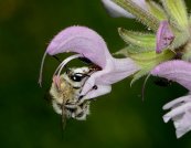  צילום: Anthophora dufourii, Bees of Israel, Featured pictures by Gidip