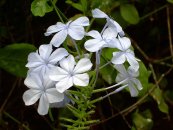  צילום: http://en.wikipedia.org/wiki/File:Blue_flowers01.JPG