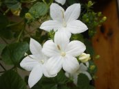  צילום: Campanula isophylla, Self-published work, White flowers