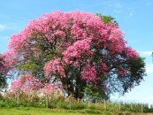  צילום: Ceiba speciosa, PD-user, Plants in April