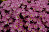  צילום: Chrysanthemum cultivars, Images by Andy Mabbett, Pink and white flowers