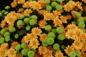  צילום: Chrysanthemum cultivars, GFDL, Green flowers
