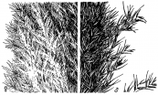  צילום: By Hitchcock, A.S. (rev. A. Chase). 1950. Manual of the grasses of the United States. USDA Miscellaneous Publication No. 200. Washington, DC. 1950. [Public domain], via Wikimedia Commons