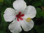  צילום: http://commons.wikimedia.org/wiki/File:Flor-_Hibiscus_rosa-sinensis.JPG