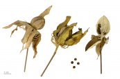  צילום: Collection of botany of the Muséum de Toulouse, Focus stacking images of fruits and seeds, Hibiscus coccineus