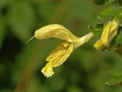  צילום: http://en.wikipedia.org/wiki/File:Lamiaceae_-_Salvia_glutinosa-3.JPG