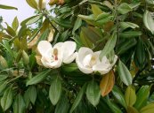  צילום: http://hsb.wikipedia.org/wiki/Lilijowc#mediaviewer/Dataja:Magnolia_grandiflora9.jpg