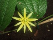  צילום: PD-self, Passiflora citrina