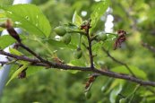  צילום: Media with locations, Prunus campanulata, Self-published work