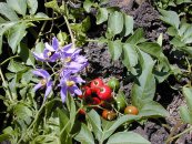  צילום: Images from Forest & Kim Starr, Solanum seaforthianum