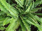  צילום: Images from Forest & Kim Starr, Nephrolepis cordifolia