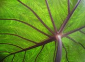  צילום: Colocasia esculenta, Featured pictures of New Zealand, Flora of New Zealand