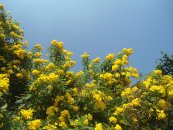  צילום: http://en.wikipedia.org/wiki/File:(Tecoma_stans)_yellow_bell_flowers_at_Tenneti_Park_02.JPG
