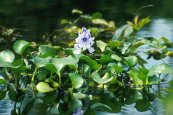  צילום: Eichhornia crassipes, Loktak Lake, PD USDA ARS
