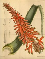  צילום: CC-PD-Mark, Curtis's Botanical Magazine, Volume 142, PD-Art (PD-old)
